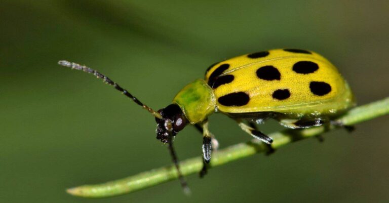 How to Recognize and Repair Cucumber Beetle Damage in Your Garden