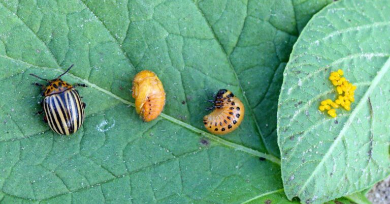 The life cycle of cucumber beetles and how to control them