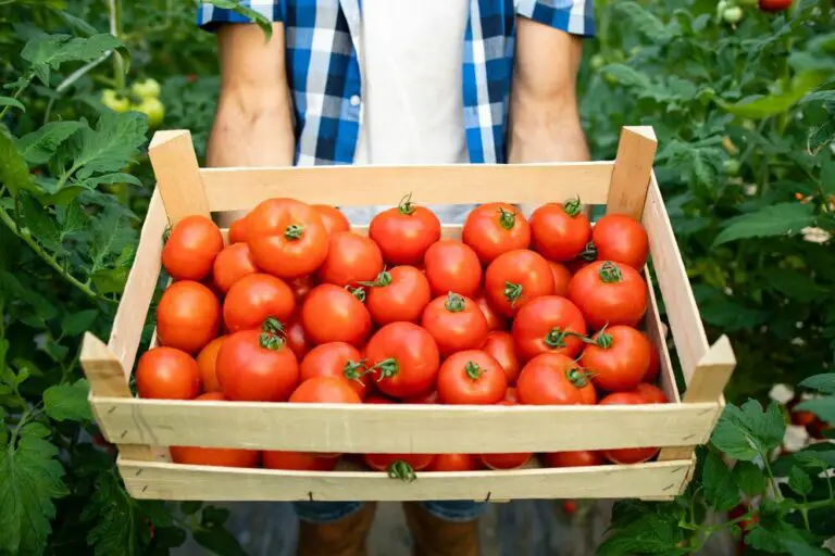 Tomato Fertilizer: How to Use It Right and Boost Your Harvest