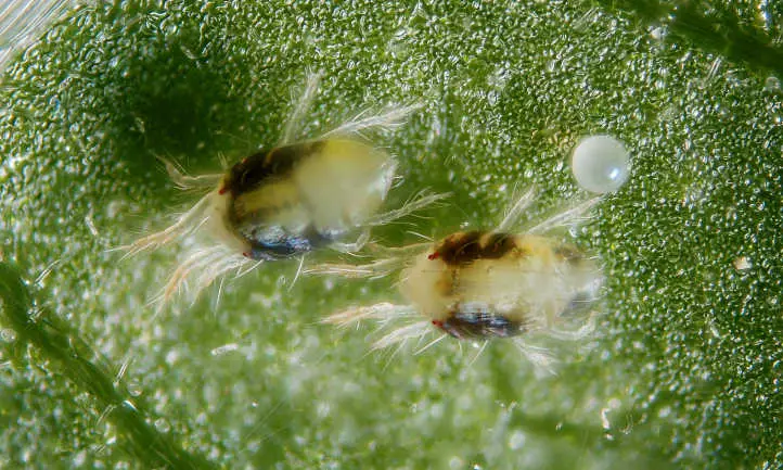 Spider Mites: How to Wipe Out These Mite Pests