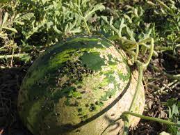 cucumber beetle damage causing Scars and pock marks on melon fruit