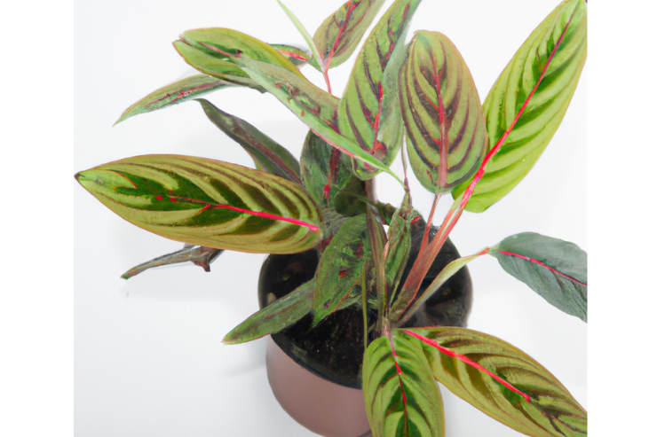 Prayer Plant Perfection: How to Grow Maranta Leuconeura