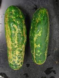 Cucumber beetles causing Scars and pock marks on cucumber fruit