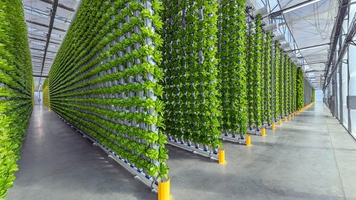 Vertical Hydroponics Basics: Best Way to Start and Maintain Your System