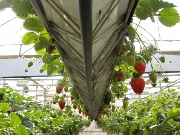 Maximizing Strawberry Yields with Coco Coir and Vertical Farming Techniques