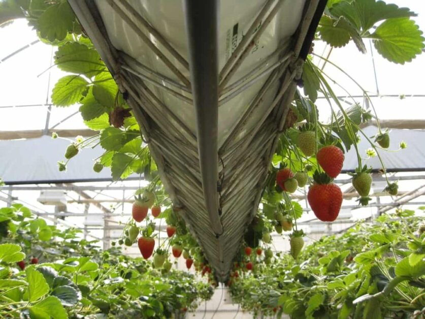 Strawberry Vertical Farming Techniques