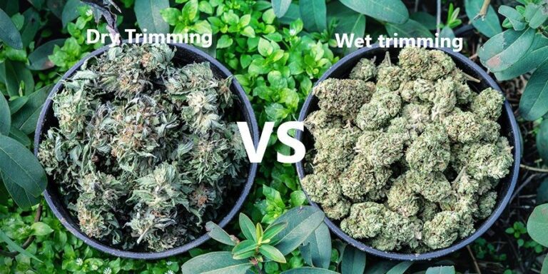 Wet Trim vs Dry Trim: Which Method is Better for Your Cannabis Harvest?