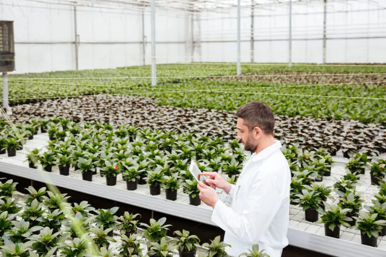 What is the Cost Difference Between Hydroponic and Panoponica Technologies and Which One is More Profitable?