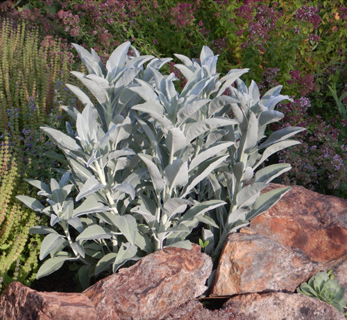 Storing White Sage Seeds: Tips for Longevity and Viability