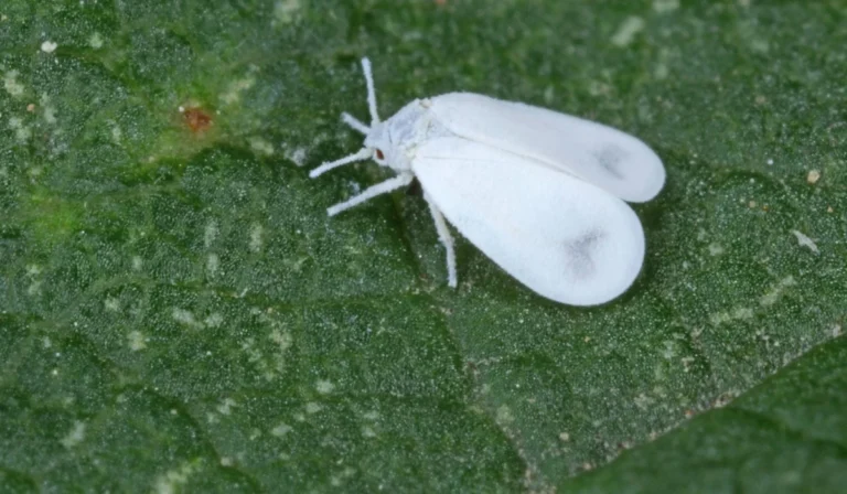 Whiteflies: How to Eradicate These Tiny White Pests