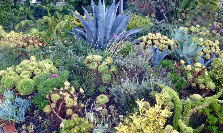 35 Xeriscape Wonders for a Drought-Free Garden
