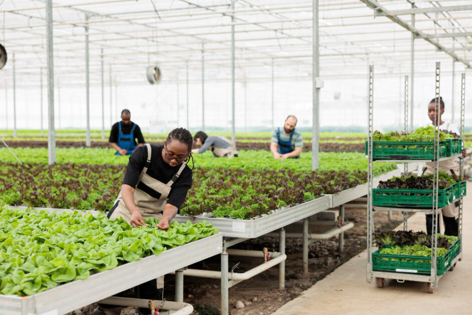 Employing Skilled Staff: Hiring and training competent personnel with knowledge of hydroponics farming practices to ensure smooth operations.