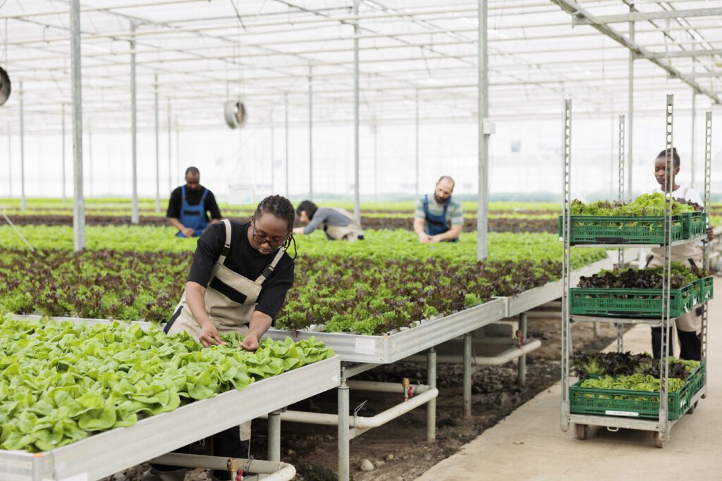 African american woman cultivating organic lettuce checking for pests in hydroponic enviroment