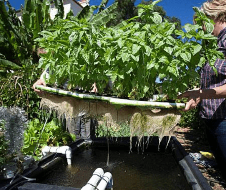 Hydroponics vs Aquaponics: The Ultimate Comparison You Can’t Afford to Miss