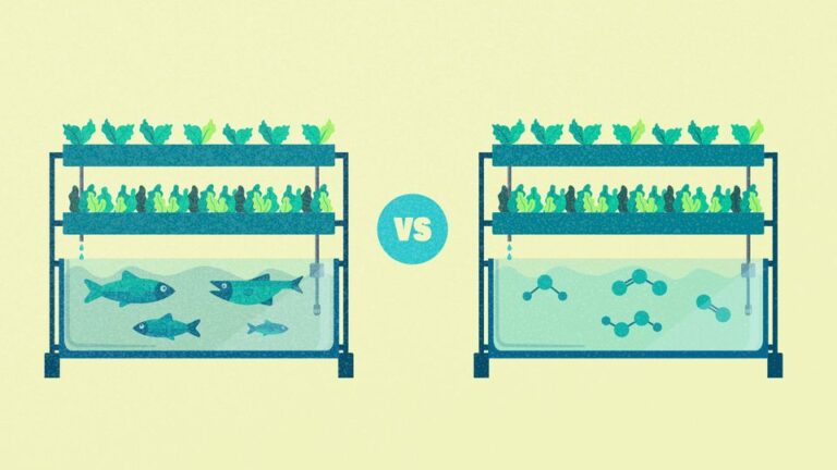 Aquaponics vs Hydroponics: Which One Produces More Food and Less Waste?