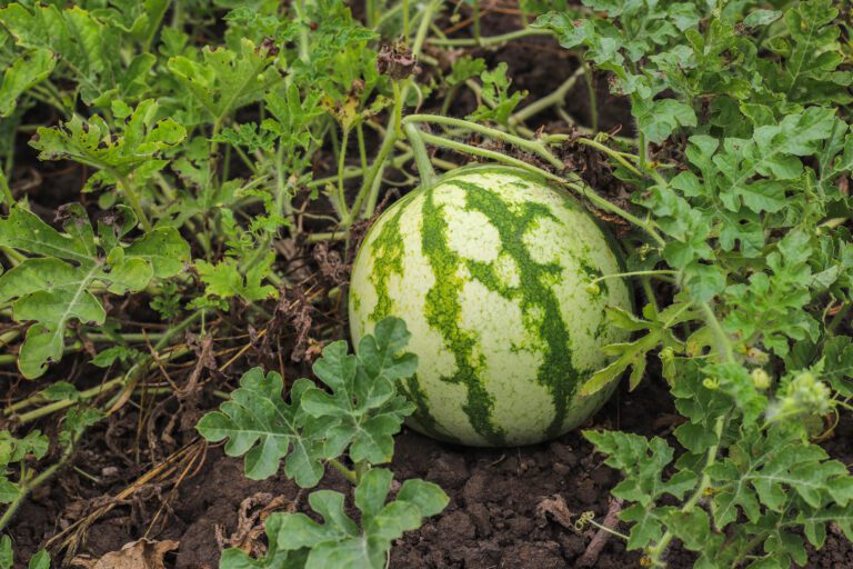 How to Grow Watermelon: How to Enjoy Summer’s Bounty