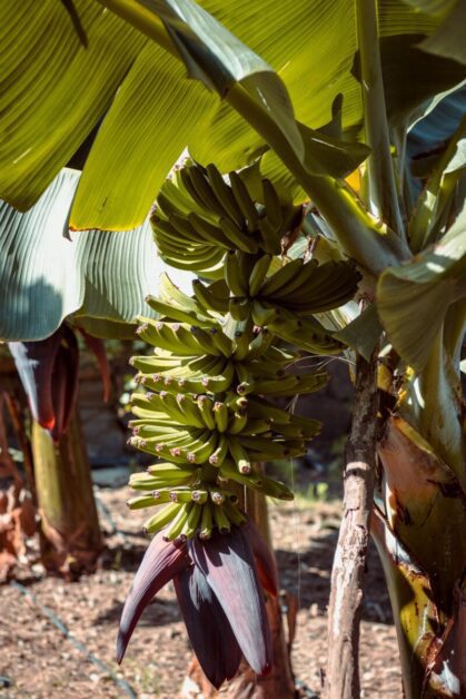 Dwarf Banana Tree: A Tropical Treat for Your Garden