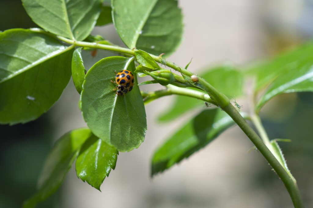 Types and Identification of Cucumber Beetles