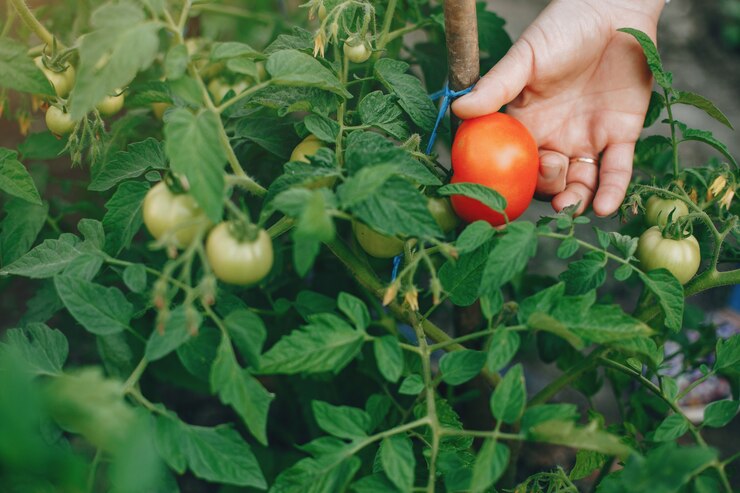 Understanding the Impact of Genetics on Tomato Ripening