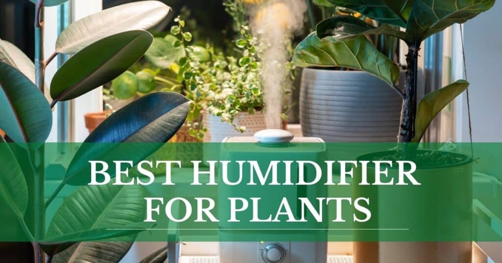 best humidifier for plants 1024x536 1