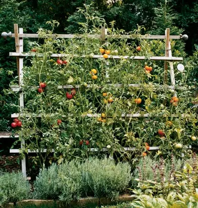 Tomato Trellis: 53 Free and Creative Designs to Try
