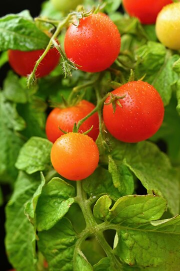 The Role of Carbon Dioxide in Tomato Ripening