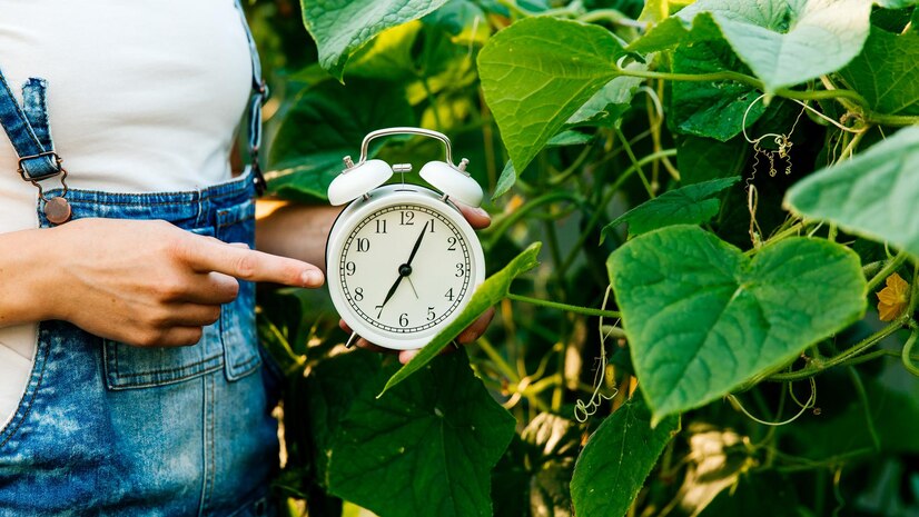 How to Use Timers for Successful Hydroponic Gardening