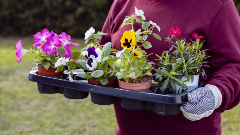 Gardening Tips: Simple and Practical Advice for Beginners