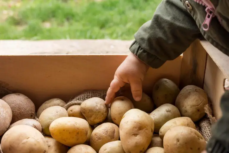 Hydroponic Potatoes: A Sustainable and Eco-Friendly Way to Grow Your Food