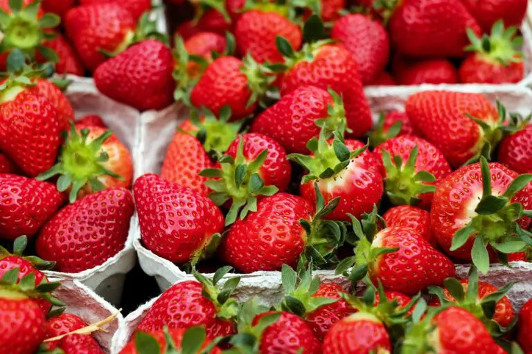 Identifying and Treating Nutrient Deficiencies in Hydroponic Strawberries