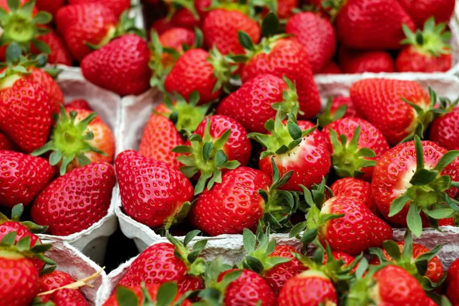 Nutrient Deficiencies in Hydroponic Strawberries