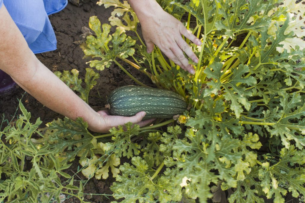 Selecting the Right Cucumber Variety