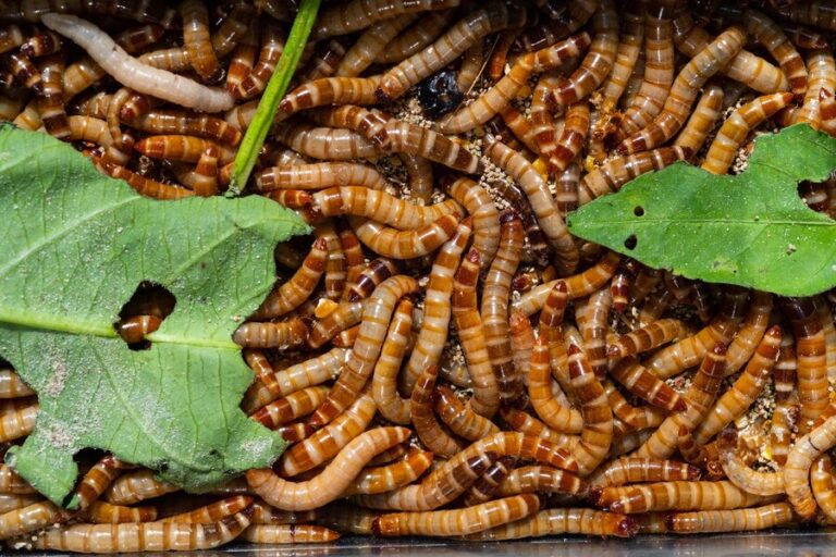 Worm Food: What to Feed Your Worms for the Best Vermicompost