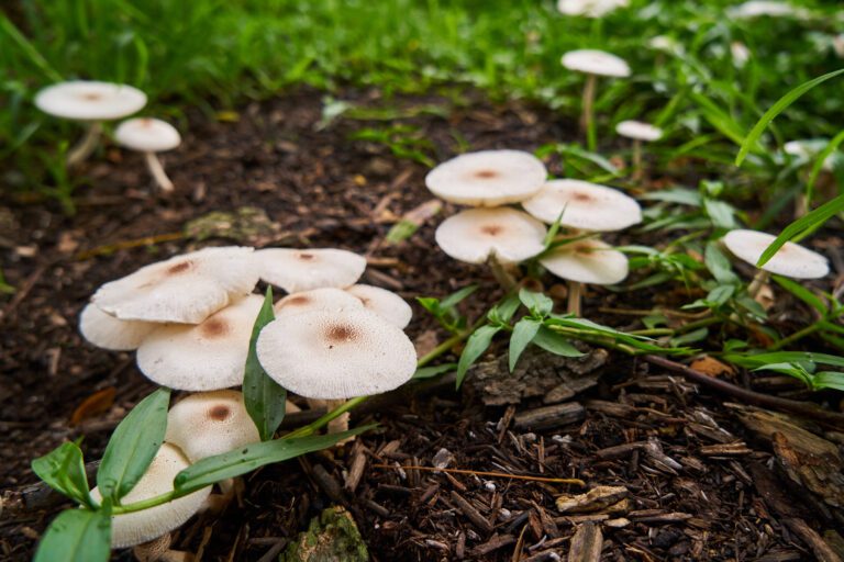 What to Do When You Find Mushrooms Growing in Your Garden: Benefits and Risks of Fungi