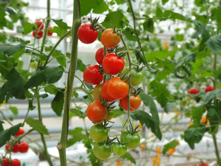 Importance of Proper Nutrient Management in Tomato Ripening