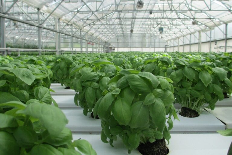 How to Grow Fresh and Fragrant Hydroponics Basil
