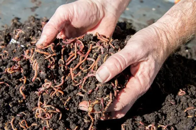 Compost Worms: How to Choose the Best Ones