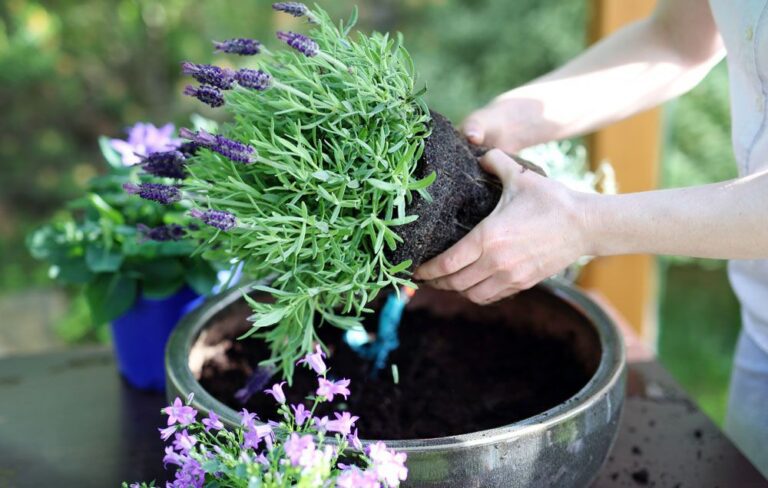 Container Gardening: A Guide to Growing Plants in Containers