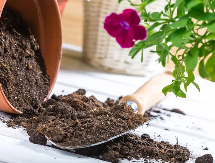 Best Soil for Indoor Plants: How to Choose and Prepare the Right Potting Mix for Your Plants