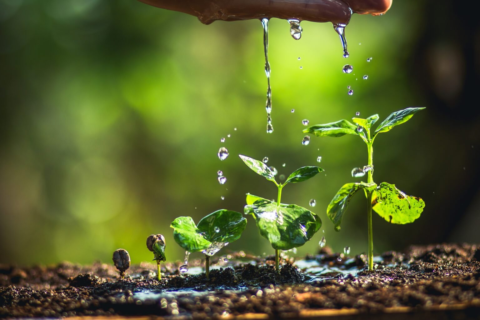 How to Water Your Plants the Right Way: Tips and Tricks for Healthy ...
