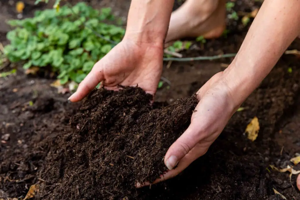 How to Conduct Soil Testing for Potassium Levels