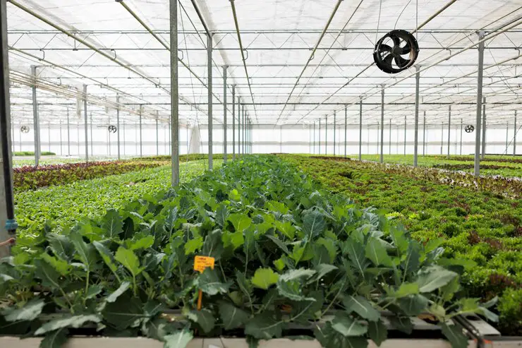 Indoor Grow Room/Grow Tent Ventilation Setup Tips: How to Optimize Your Air Flow and Circulation