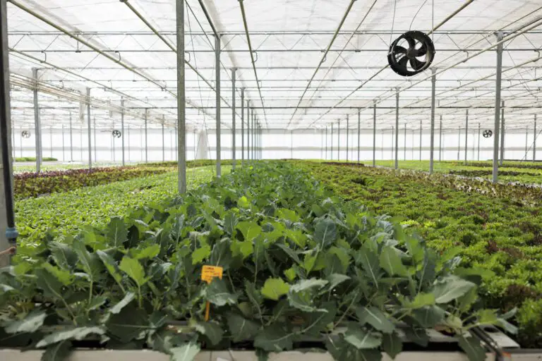 Why You Need an Inline Fan for Plant Growth and How to Choose One