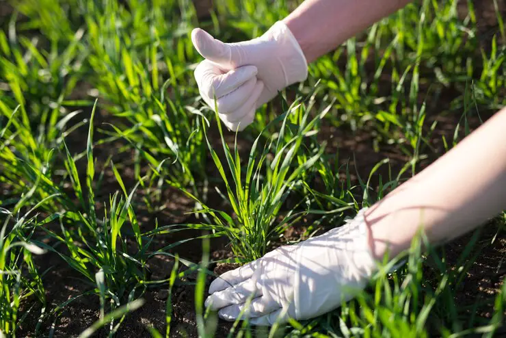 Chemical Control Methods: Herbicides for Effective Crabgrass Removal