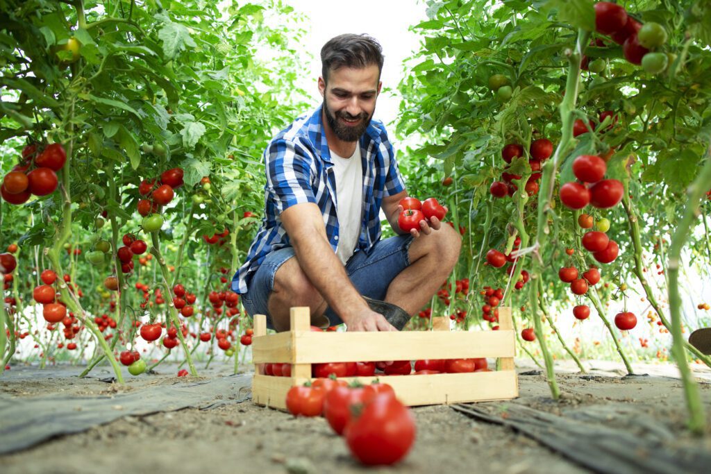 Farmer picking fresh ripe tomato vegetables for the market sale.