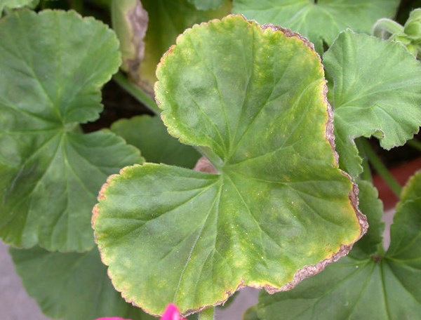Signs of Silicon Deficiency in Plants