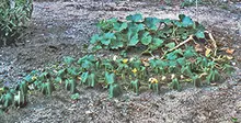 cucumber beetles causing Girdling on pumpkin stem