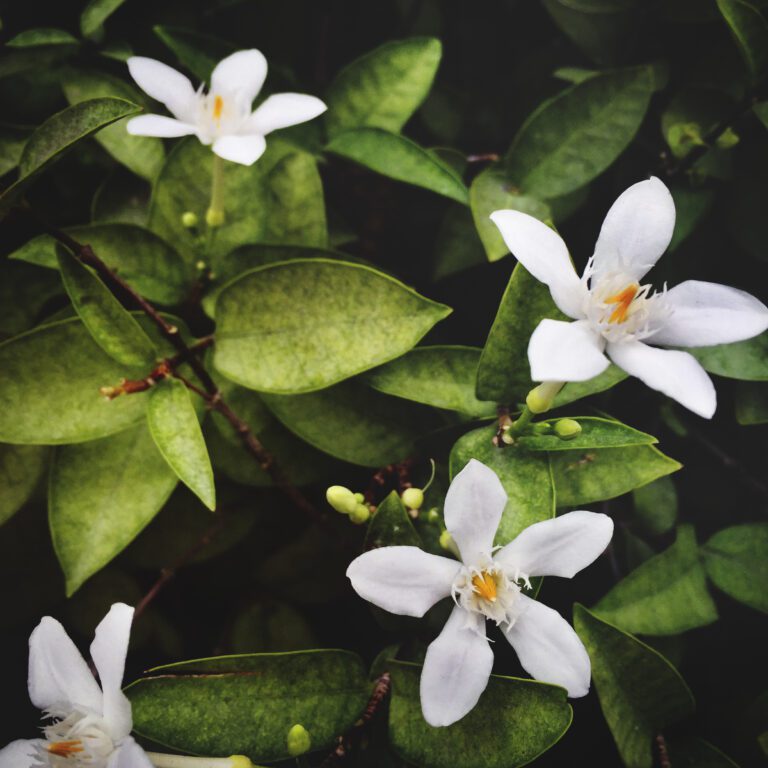 Jasmine Plant: How to Grow and Care for This Fragrant Flower