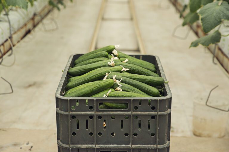 How to Grow Okra: A Guide to Growing These Nutritious and Delicious Pods