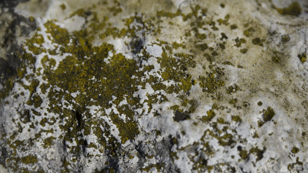 fungus green moss rock